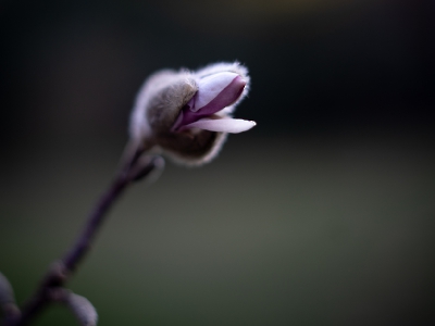 die Natur erwacht_16