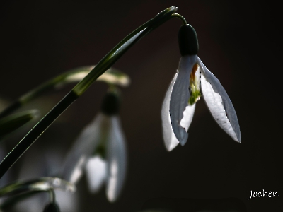 die Natur erwacht