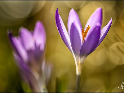 die Natur erwacht