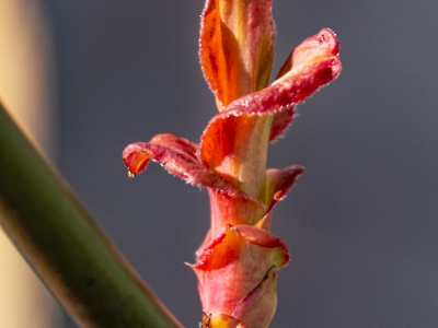die Natur erwacht_3