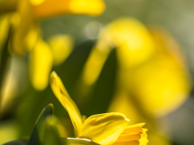 die Natur erwacht_4