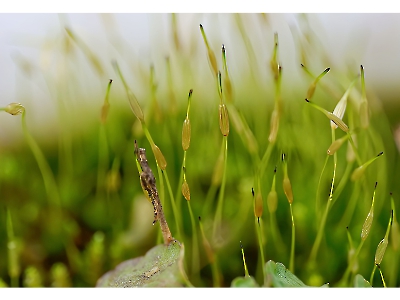 die Natur erwacht_6