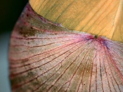 die Natur erwacht_8