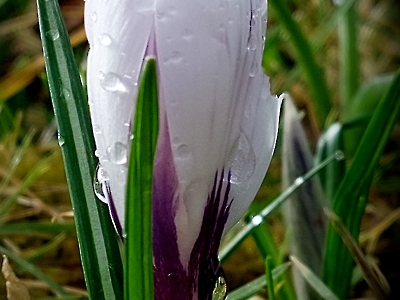 die Natur erwacht_9