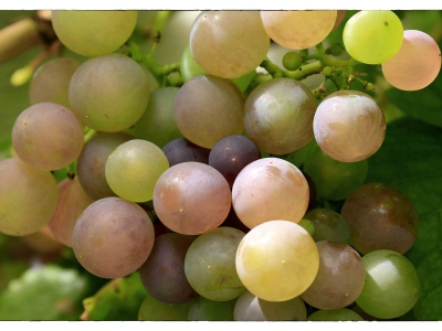 alles was mit Wein zu tun hat_10