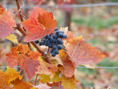 alles was mit Wein zu tun hat_15