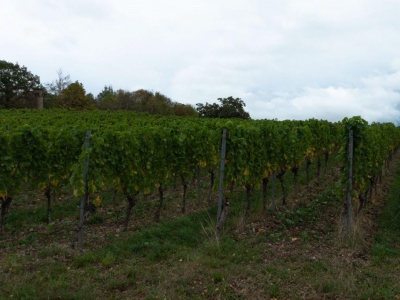 alles was mit Wein zu tun hat_20
