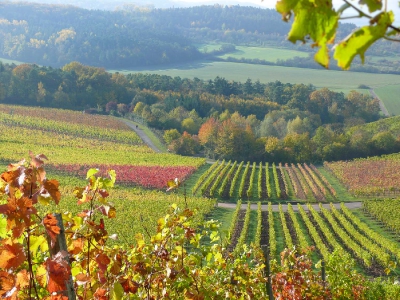 alles was mit Wein zu tun hat