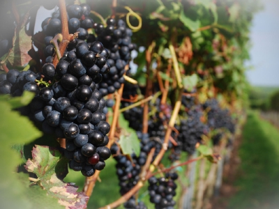 alles was mit Wein zu tun hat_9