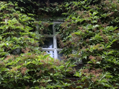 Fenster