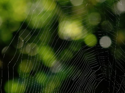 Linien_20