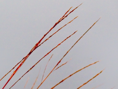 Minimalistisch mit Rot_13