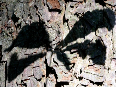 Schatten_10