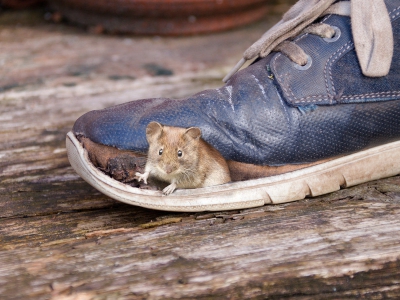 Schuhe_3